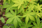 - Acer palmatum 'Shinju' Japanese Maple - Mr Maple │ Buy Japanese Maple Trees