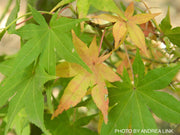 - Acer palmatum 'Shinju' Japanese Maple - Mr Maple │ Buy Japanese Maple Trees