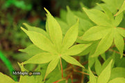 - Acer palmatum 'Shinju' Japanese Maple - Mr Maple │ Buy Japanese Maple Trees