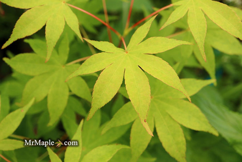 - Acer palmatum 'Shinju' Japanese Maple - Mr Maple │ Buy Japanese Maple Trees
