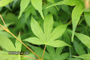 - Acer palmatum 'Shinju' Japanese Maple - Mr Maple │ Buy Japanese Maple Trees