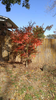 - Acer palmatum 'Shinju' Japanese Maple - Mr Maple │ Buy Japanese Maple Trees