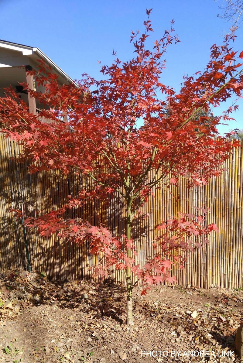 - Acer palmatum 'Shinju' Japanese Maple - Mr Maple │ Buy Japanese Maple Trees