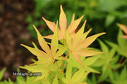 - Acer palmatum 'Shinju' Japanese Maple - Mr Maple │ Buy Japanese Maple Trees