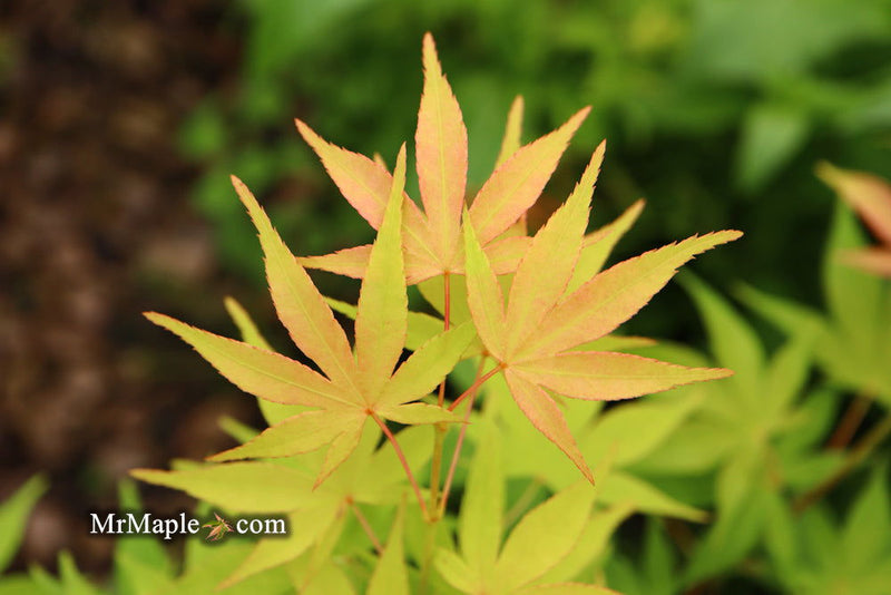 - Acer palmatum 'Shinju' Japanese Maple - Mr Maple │ Buy Japanese Maple Trees