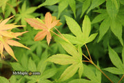 - Acer palmatum 'Shinju' Japanese Maple - Mr Maple │ Buy Japanese Maple Trees