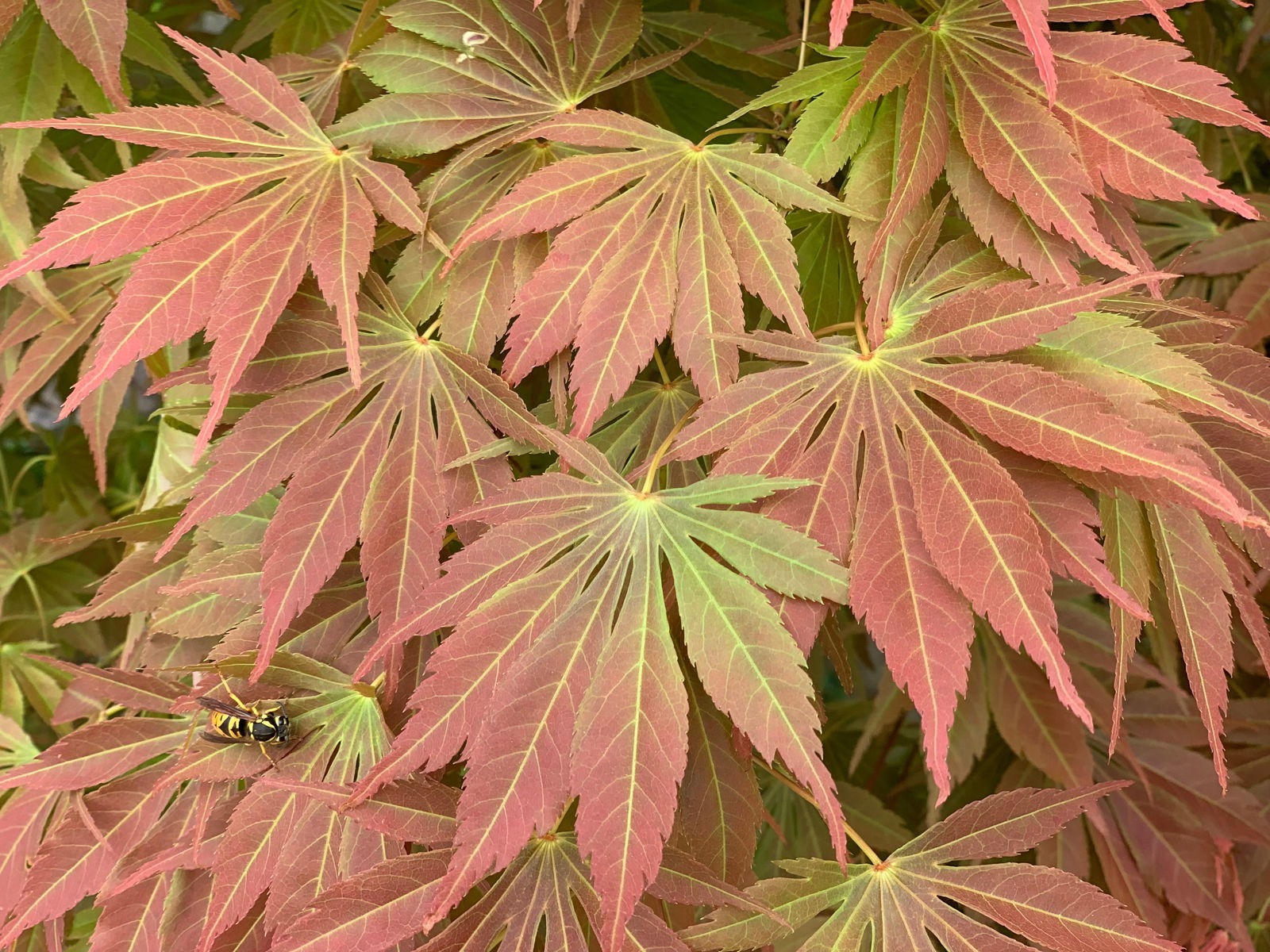 Buy Acer palmatum 'Shiraname' Japanese Maple — Mr Maple │ Buy