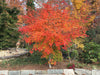 - Acer palmatum 'Shiraname' Japanese Maple - Mr Maple │ Buy Japanese Maple Trees