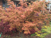 - Acer palmatum 'Shiraname' Japanese Maple - Mr Maple │ Buy Japanese Maple Trees