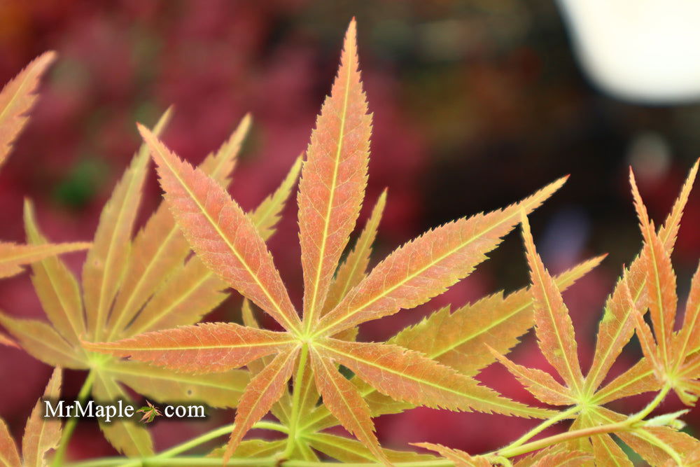 - Acer palmatum 'Shiraname' Japanese Maple - Mr Maple │ Buy Japanese Maple Trees