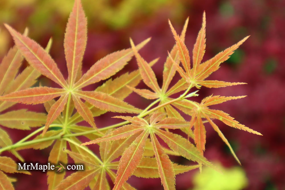 - Acer palmatum 'Shiraname' Japanese Maple - Mr Maple │ Buy Japanese Maple Trees