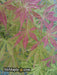 - Acer palmatum 'Shiraname' Japanese Maple - Mr Maple │ Buy Japanese Maple Trees