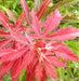 - Acer palmatum 'Shiraname' Japanese Maple - Mr Maple │ Buy Japanese Maple Trees