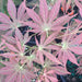 - Acer palmatum 'Shiraname' Japanese Maple - Mr Maple │ Buy Japanese Maple Trees