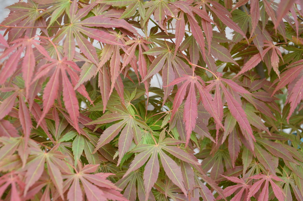 - Acer palmatum 'Shiraname' Japanese Maple - Mr Maple │ Buy Japanese Maple Trees