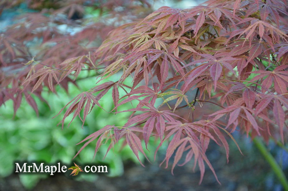 - Acer palmatum 'Shiraname' Japanese Maple - Mr Maple │ Buy Japanese Maple Trees