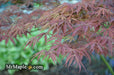 - Acer palmatum 'Shiraname' Japanese Maple - Mr Maple │ Buy Japanese Maple Trees