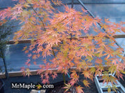 - Acer palmatum 'Shiraname' Japanese Maple - Mr Maple │ Buy Japanese Maple Trees