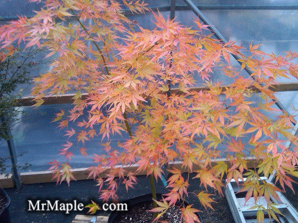 - Acer palmatum 'Shiraname' Japanese Maple - Mr Maple │ Buy Japanese Maple Trees