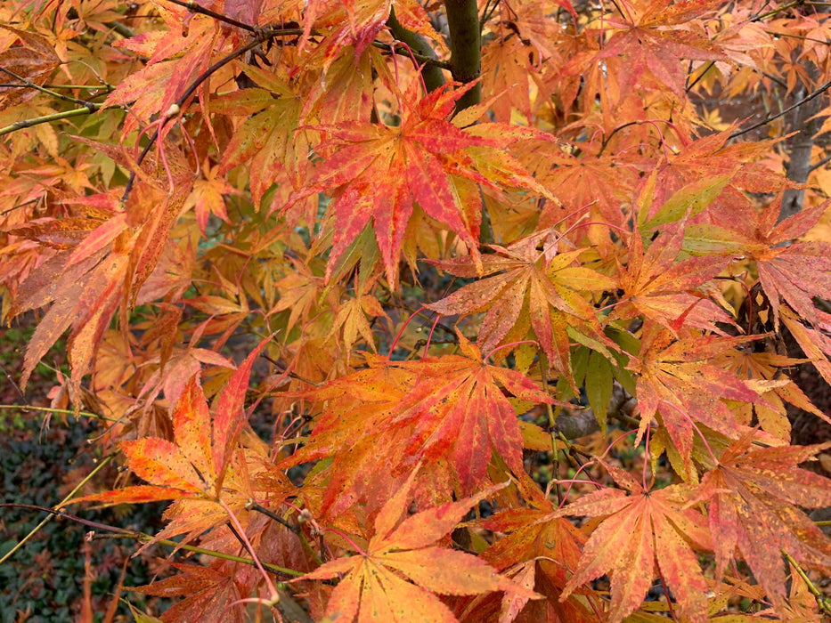 - Acer palmatum 'Shiraname' Japanese Maple - Mr Maple │ Buy Japanese Maple Trees