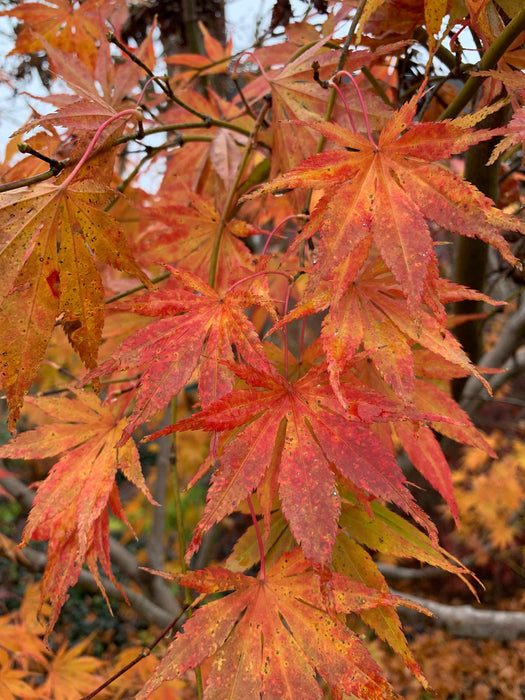 - Acer palmatum 'Shiraname' Japanese Maple - Mr Maple │ Buy Japanese Maple Trees