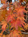 - Acer palmatum 'Shiraname' Japanese Maple - Mr Maple │ Buy Japanese Maple Trees