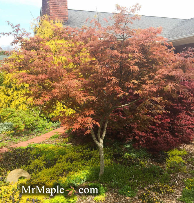 - Acer palmatum 'Shiraname' Japanese Maple - Mr Maple │ Buy Japanese Maple Trees