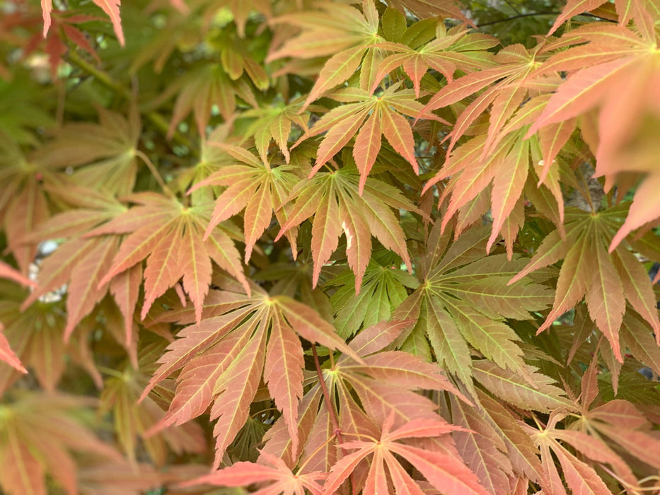 - Acer palmatum 'Shiraname' Japanese Maple - Mr Maple │ Buy Japanese Maple Trees