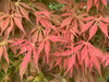 - Acer palmatum 'Shiraname' Japanese Maple - Mr Maple │ Buy Japanese Maple Trees