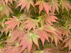 - Acer palmatum 'Shiraname' Japanese Maple - Mr Maple │ Buy Japanese Maple Trees