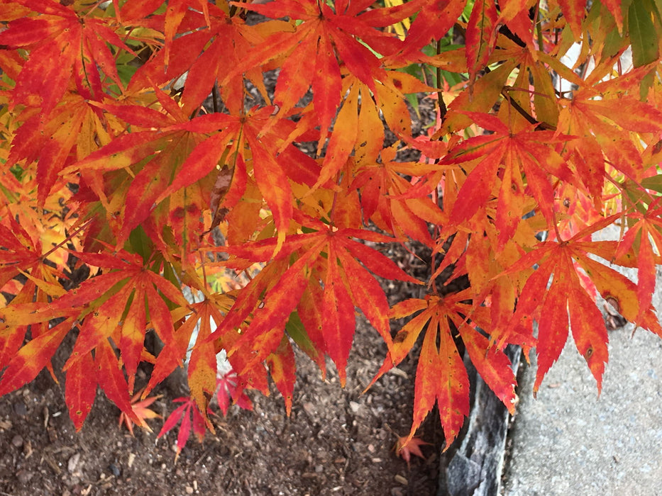 - Acer palmatum 'Shiraname' Japanese Maple - Mr Maple │ Buy Japanese Maple Trees