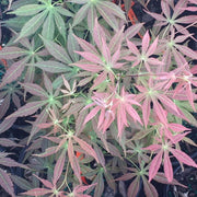 - Acer palmatum 'Shiraname' Japanese Maple - Mr Maple │ Buy Japanese Maple Trees