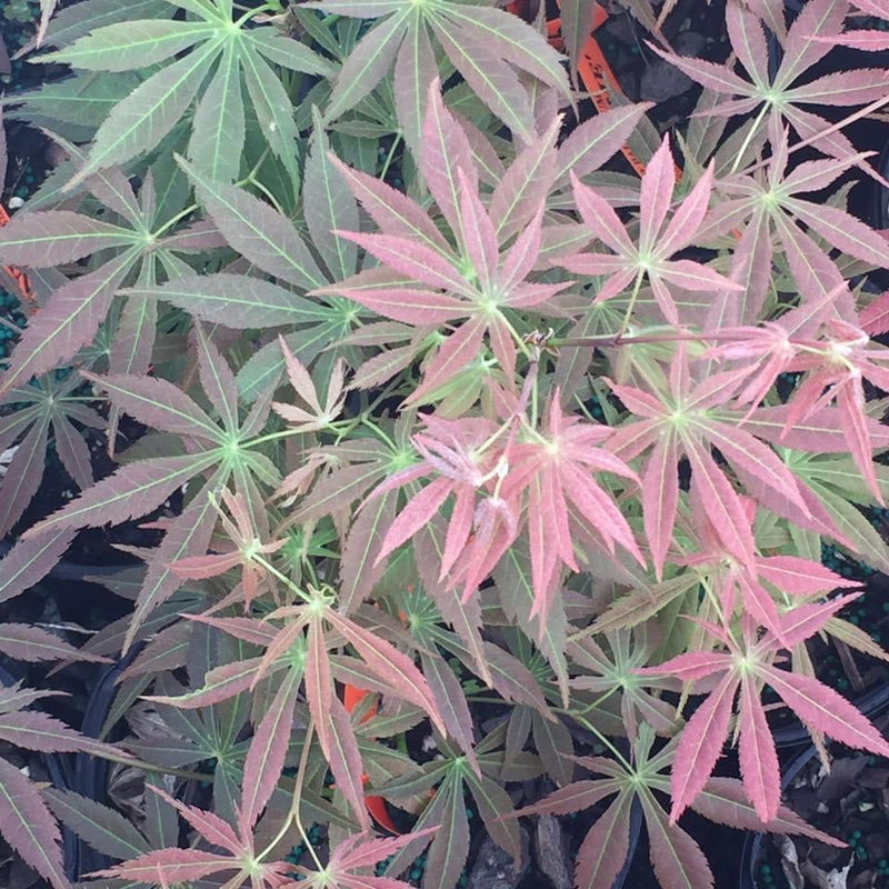 - Acer palmatum 'Shiraname' Japanese Maple - Mr Maple │ Buy Japanese Maple Trees