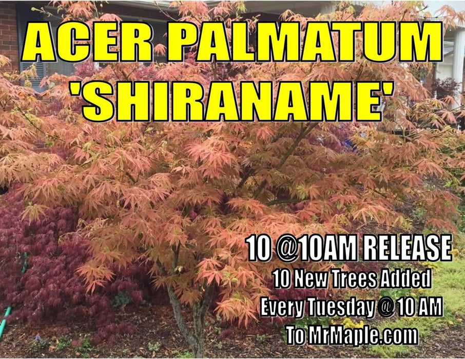 - Acer palmatum 'Shiraname' Japanese Maple - Mr Maple │ Buy Japanese Maple Trees