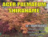 - Acer palmatum 'Shiraname' Japanese Maple - Mr Maple │ Buy Japanese Maple Trees