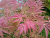 - Acer palmatum 'Shiraname' Japanese Maple - Mr Maple │ Buy Japanese Maple Trees