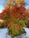 - Acer palmatum 'Shiraname' Japanese Maple - Mr Maple │ Buy Japanese Maple Trees