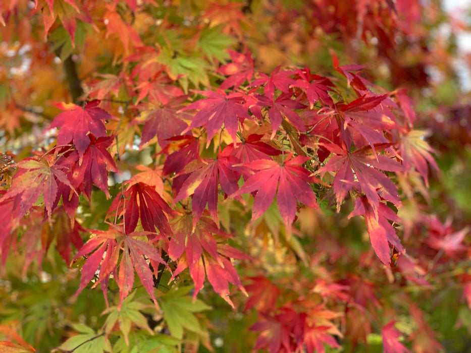 - Acer palmatum 'Shiraname' Japanese Maple - Mr Maple │ Buy Japanese Maple Trees