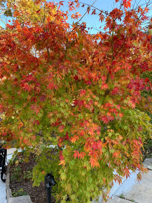 - Acer palmatum 'Shiraname' Japanese Maple - Mr Maple │ Buy Japanese Maple Trees