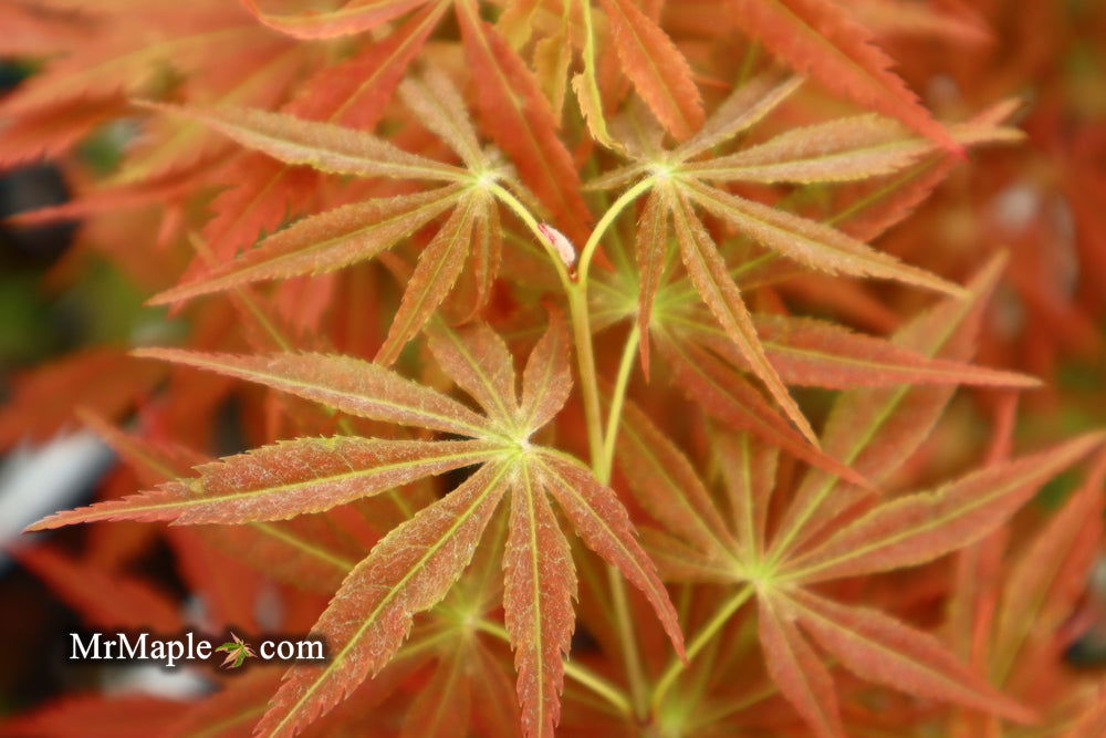 - Acer palmatum 'Shiraname' Japanese Maple - Mr Maple │ Buy Japanese Maple Trees