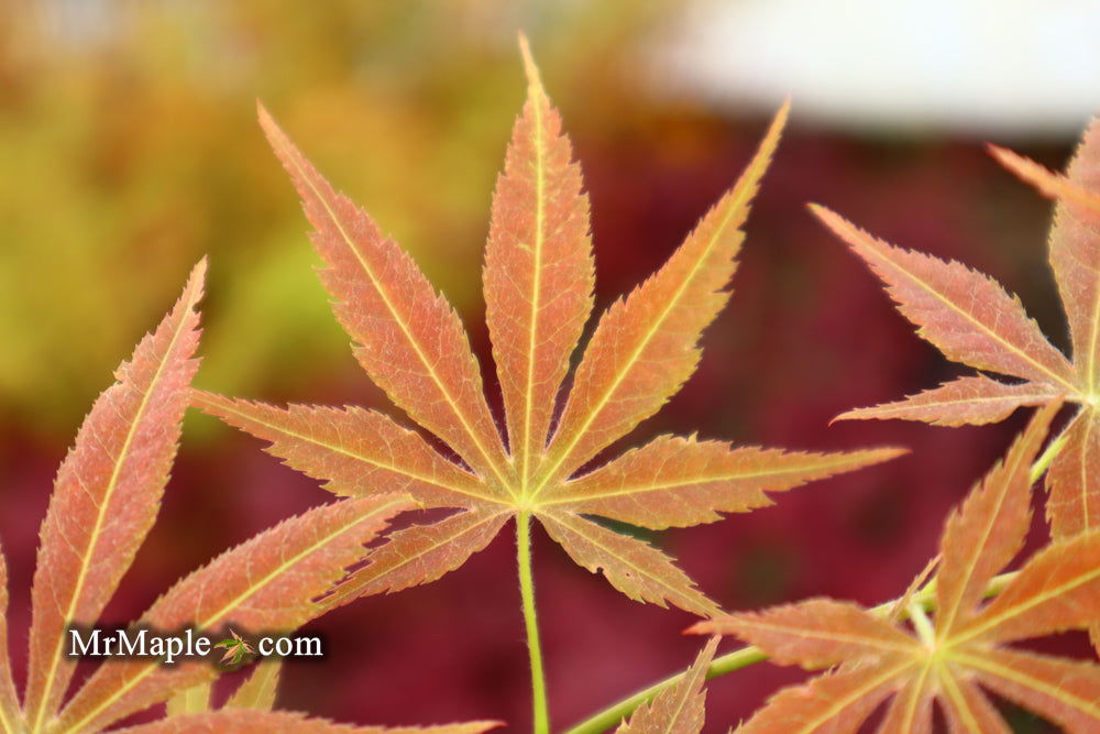 - Acer palmatum 'Shiraname' Japanese Maple - Mr Maple │ Buy Japanese Maple Trees