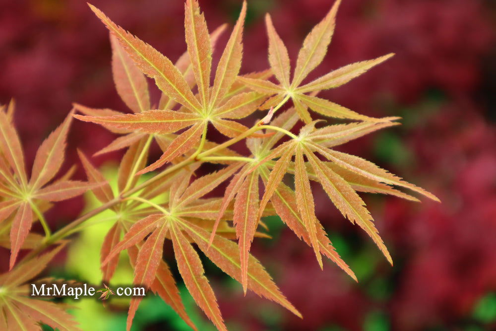 - Acer palmatum 'Shiraname' Japanese Maple - Mr Maple │ Buy Japanese Maple Trees