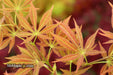 - Acer palmatum 'Shiraname' Japanese Maple - Mr Maple │ Buy Japanese Maple Trees