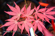 - Acer palmatum 'Shiraname' Japanese Maple - Mr Maple │ Buy Japanese Maple Trees