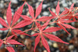 - Acer palmatum 'Shiraname' Japanese Maple - Mr Maple │ Buy Japanese Maple Trees