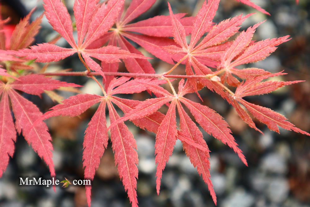 - Acer palmatum 'Shiraname' Japanese Maple - Mr Maple │ Buy Japanese Maple Trees