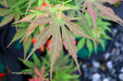 - Acer palmatum 'Shiraname' Japanese Maple - Mr Maple │ Buy Japanese Maple Trees