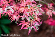 - Acer palmatum 'Shirazz' Japanese Maple - Mr Maple │ Buy Japanese Maple Trees