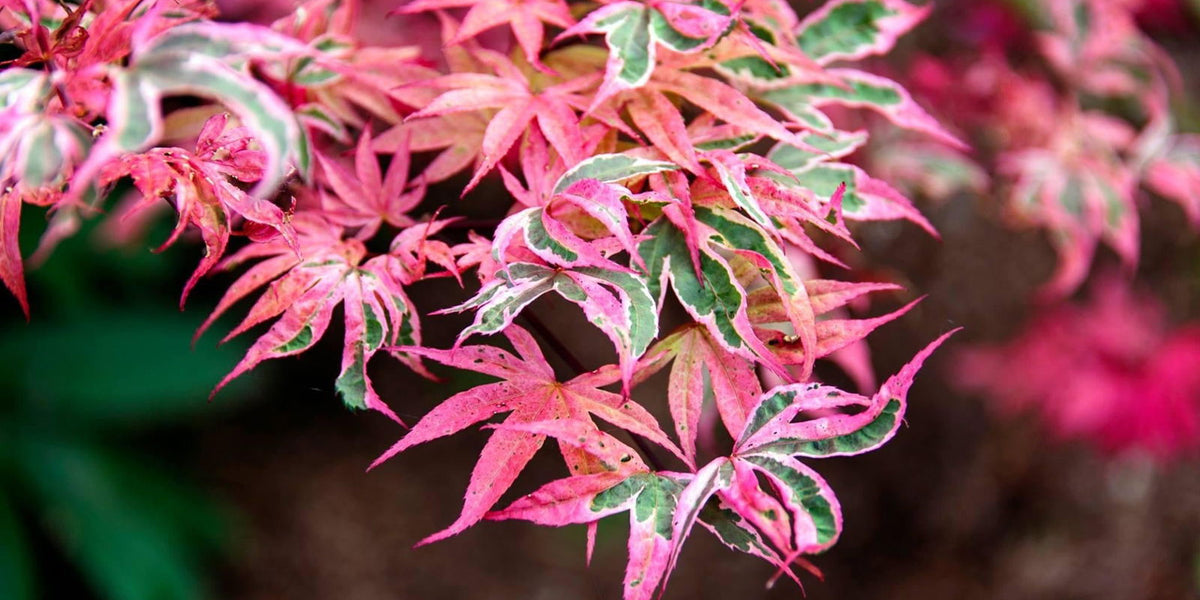 Buy Acer palmatum 'Shirazz' Japanese Maple — Mr Maple │ Buy