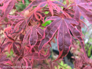 - Acer palmatum 'Shirazz' Japanese Maple - Mr Maple │ Buy Japanese Maple Trees
